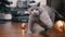 Active Gray British Cat Plays with a Christmas Ball on the Floor in the Room