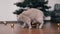 Active Gray British Cat Plays with a Christmas Ball on the Floor in the Room