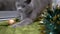 Active Gray British Cat Plays with a Christmas Ball on the Floor in the Room