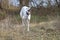 active greyhounds outdoor during the coursing sport competitions