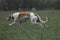 active greyhounds outdoor during the coursing sport competitions