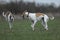 active greyhounds outdoor during the coursing sport competitions