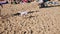 Active handsome guy joyfully plays with small white dog on cute sandy beach.