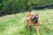 Active and happy Staffordshire bull terrier are running/fetching stick outdoors in nature.