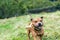 Active and happy Staffordshire bull terrier are running/fetching stick outdoors in nature.