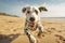 Active healthy Dalmatian dog running with open mouth sticking out tongue on the sand on the background of beach in