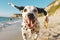 Active healthy Dalmatian dog running with open mouth sticking out tongue on the sand on the background of beach in