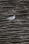 Active juvenile tern of the white-fronted tern colony at Pancake rocks, New Zealand