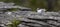 Active juvenile tern of the white-fronted tern colony at Pancake rocks, New Zealand