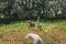 Active laika and Weimaraner dogs playing in forest