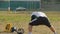 Active lifestyle, player stretching at football pitch, gridiron, sports hobby