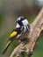 Active lively spirited White-cheeked Honeyeater.