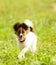 The active Papillon runs along the grass on a sunny day. A white puppy with a red head moves along the green lawn.