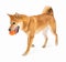 Active playing dog Shiba Inu on white background