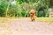 Active poodle purebred dog running and exercising at park