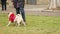 Active pug asking for treat, running after master, enjoying morning walk in park
