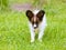 An active puppy of a papillon with a dandelion in the language runs along the green lawn.