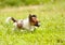 The active puppy of the Papillon quickly runs along the green lawn.