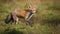 Active red fox hunting on green meadow in autumn nature with copy space