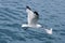 Active sea gulls seagulls over blue sea ocean