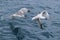 Active sea gulls seagulls over blue sea ocean