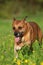 Active senior dog running through meadow