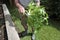 Active senior man cutting the roots of a fresh lettuce plant