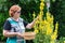 Active senior woman collect verbascum flower for alternative herbal medicine