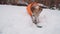 Active small dog in orange warm  clothes intently digging snow
