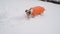 Active small dog in orange warm  clothes intently digging snow