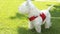 Active small dog West hiland white terrier standing on green grass outdoor and barking. Video footage