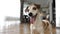 Active smiling dog portrait. Video footage. Cute pet wants to play. Kitchen and livingroom on background.