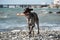 Active sports hunting dog runs along seashore and holds stick in its mouth. Kurzhaar plays with wand on beach, in nature