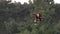 Active sporty Cheerful redhead young woman climb up on the top of pine tree. Aerial shot Coniferous forest