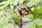 Active sugar-glider on nature