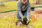 An active summer resident who loves a garden plants a young rose with a clod of earth in a prepared hole.