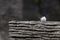 Active tern of the white-fronted tern colony at Pancake rocks, New Zealand