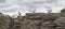 Active terns, two of them mating, of the white-fronted tern colony at Pancake rocks, New Zealand