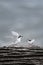 Active terns of the white-fronted tern colony during a courtship behaviour at Pancake rocks, New Zealand