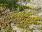 Active vine growing along a stone wall