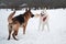 Active walk with two dogs in snow. Black and tan German Shepherd and white half breed shepherd stand in nature in snowy forest and