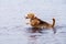 Active young beagle dog runs in the water