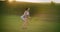 An active young woman in a Park at sunset stands on one leg and jumps. Lunges on each leg and jumps in the Park in the