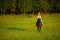 Active young woman ride a horse in nature