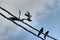 activities of wild pigeon and raven flying around the electric street cable pole.