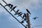 activities of wild pigeon and raven flying around the electric street cable pole.