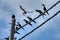 activities of wild pigeon and raven flying around the electric street cable pole.