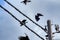 activities of wild pigeon and raven flying around the electric street cable pole.