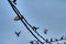 activities of wild pigeon and raven flying around the electric street cable pole.