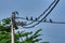 activities of wild pigeon and raven flying around the electric street cable pole.